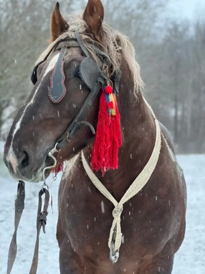 armasar de vânzare  - imagine 5