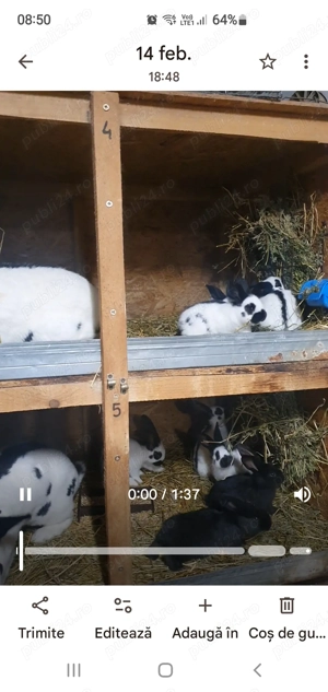 Uriaș pestriț german