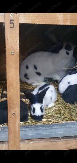 Uriaș pestriț german - imagine 2