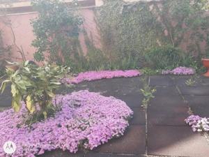 Vând apartament de lux, ultracentral, 2 camere în Sebiș Județul Arad  - imagine 10