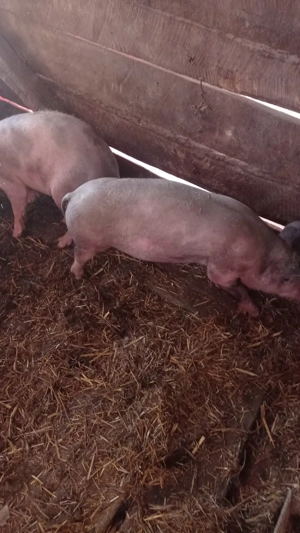 vand soldani - imagine 3