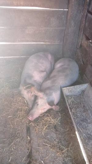 vand soldani - imagine 2