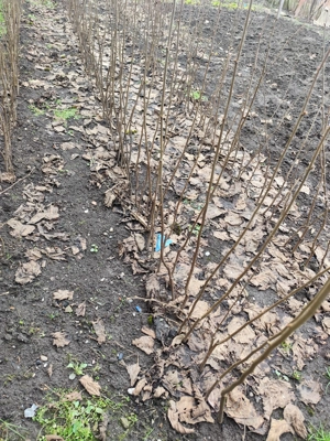 Puiet de alun -soiuri italiene