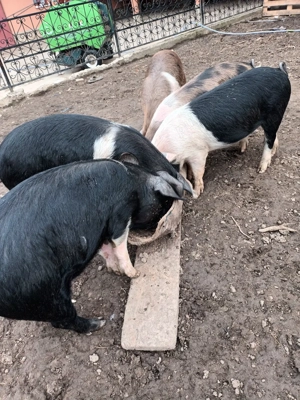 Porci de vanzare. - imagine 3