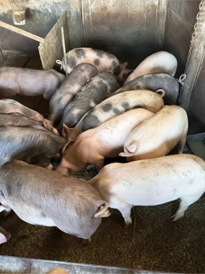 vand soldani  - imagine 2