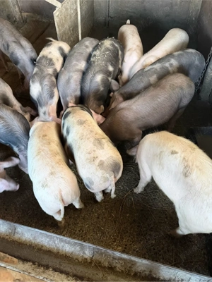 vand soldani  - imagine 3