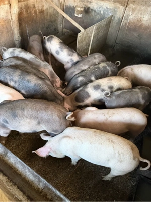 vand soldani  - imagine 4