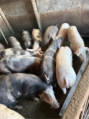 vand soldani  - imagine 5