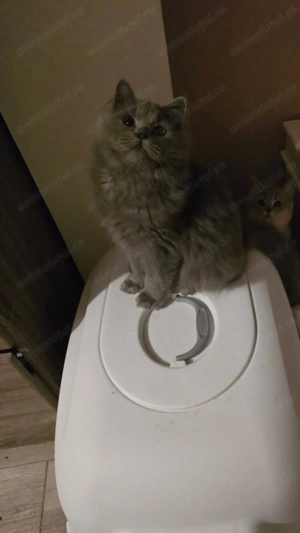 British Long Hair Blue - imagine 2