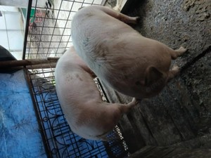 Vând porci cu greutate 150si200kg - imagine 3