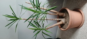 Yucca , planta de interior
