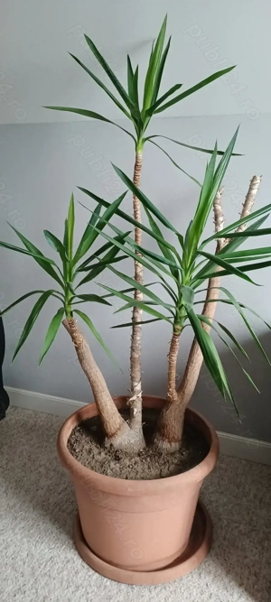 Yucca , planta de interior