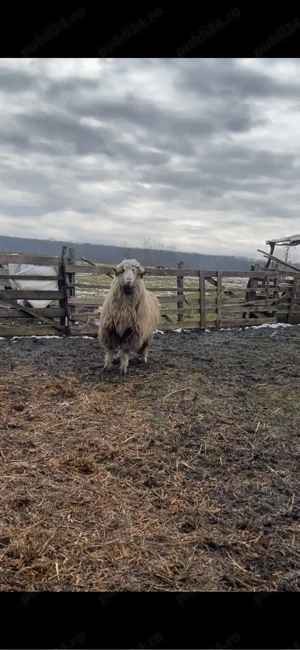 berbecuti de vanzare - imagine 3