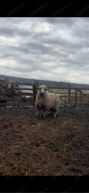 berbecuti de vanzare - imagine 2