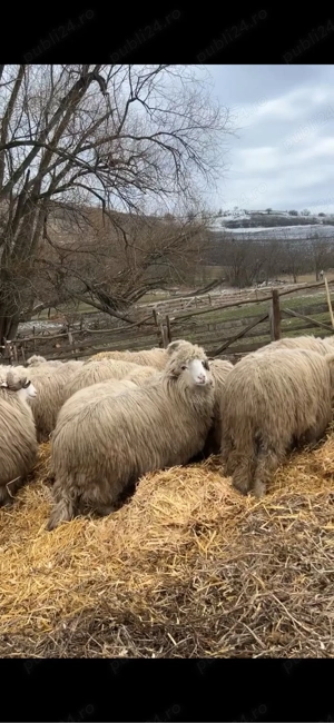 berbecuti de vanzare - imagine 4