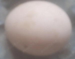 Ouă de gâscă stalpitura