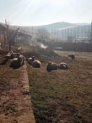 vând două oii gestante 