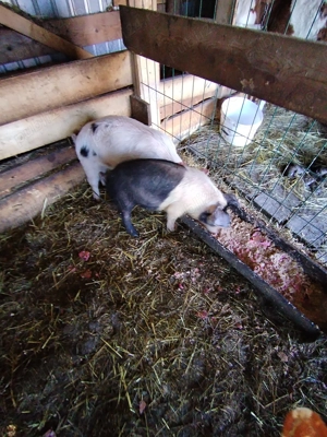 Disponibil 2 purcei o scrfita si un mascur 