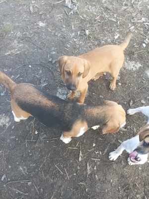 Donez cățel , aproape 4 luni , mama lui e beagle iar tatăl tot de rasa medie 