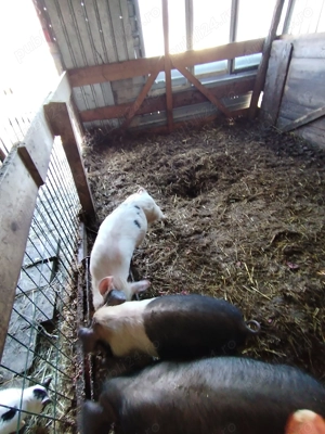 Disponibil 2 purcei o scrfita si un mascur  - imagine 2