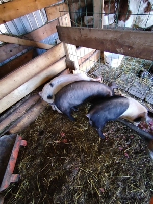 Disponibil 2 purcei o scrfita si un mascur  - imagine 4