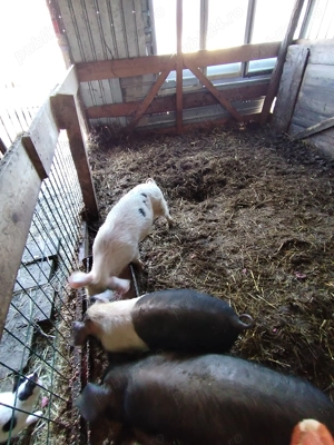 Disponibil 2 purcei o scrfita si un mascur  - imagine 3