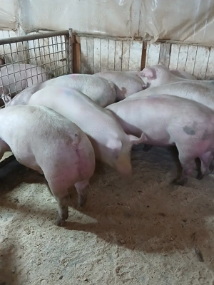 porci de carne  - imagine 4