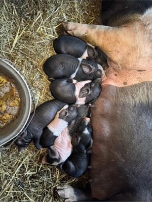 Vând scroafă Bazna 