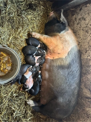 Vând scroafă Bazna  - imagine 4