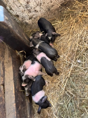 Vând scroafă Bazna  - imagine 5