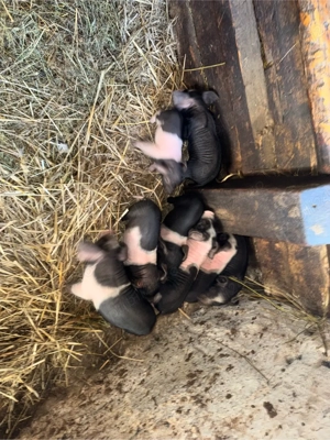 Vând scroafă Bazna  - imagine 3