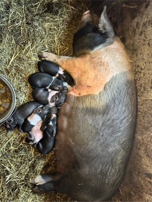 Vând scroafă Bazna  - imagine 2