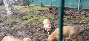 Donez  căteluși talie mica - imagine 2