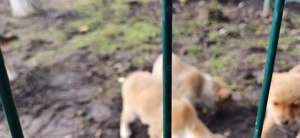 Donez  căteluși talie mica - imagine 3