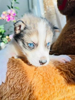 Husky Cățeluși pentru doritori . 