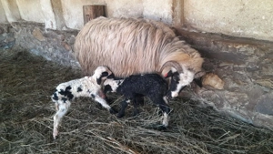 Vând     patru   oi 