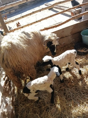 Vând     patru   oi  - imagine 2