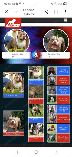 American bully pocket si standard!