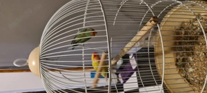 Papagali Agapornis  - imagine 3