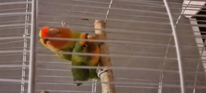 Papagali Agapornis  - imagine 2