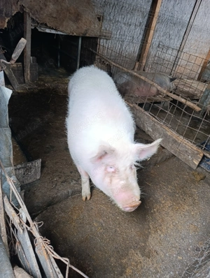 Vând porcii de sacrificat 