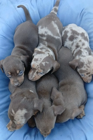 Cățeluși  teckel  - imagine 2