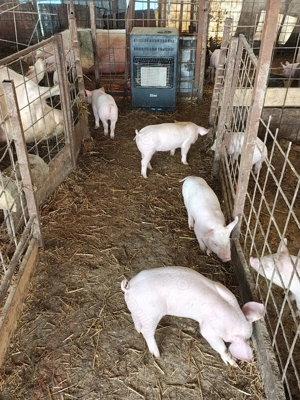 Vând purcei de rasa  - imagine 3