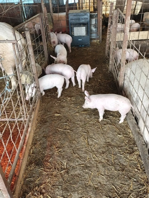 Vând purcei de rasa  - imagine 2