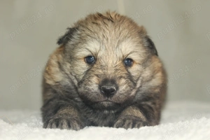  catei lup cehoslovac