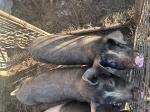 Vând 2 grăsuni  - imagine 3