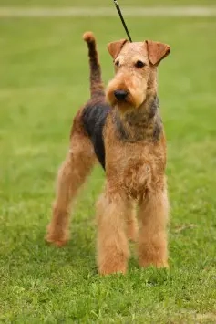 catei airedale terrier din parinti campioni - imagine 2