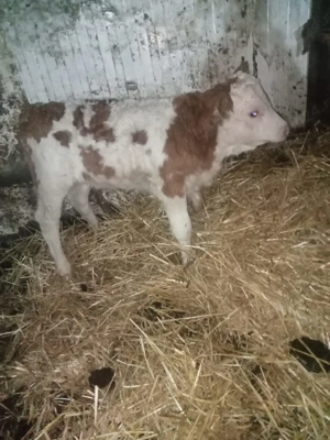 Vând două vitele de lapte