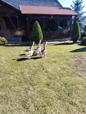 Gâște chinezești de vanzare 250 lei bucata - imagine 2