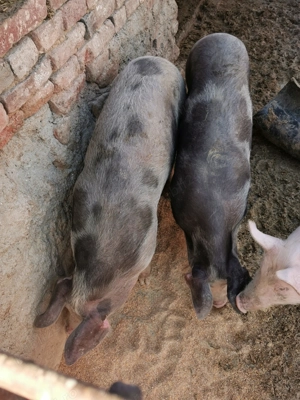 Vând porci de carne cu greutatea de 80 kg 